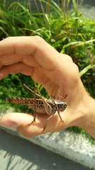 Decticus albifrons