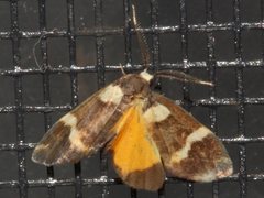 Thallarcha phalarota