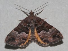Chrysolarentia lucidulata