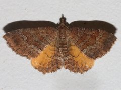 Chrysolarentia bichromata