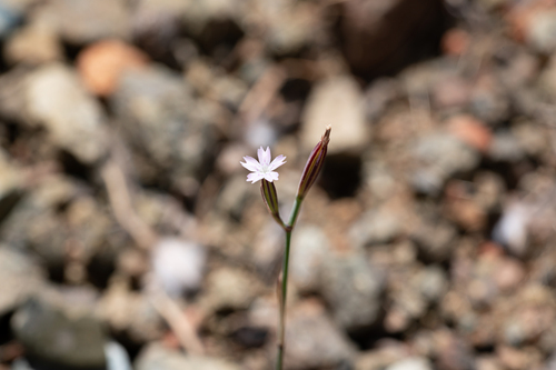 Four-toothed Velezia (Dianthus quadridentatus)