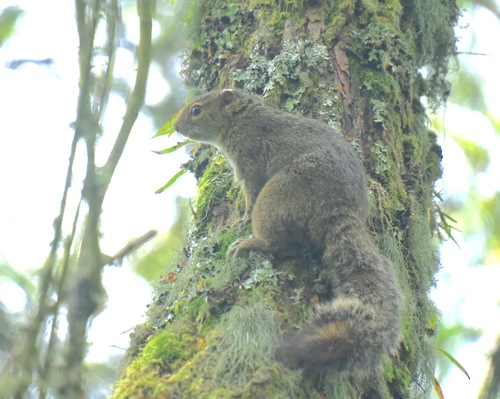 Carruther's Mountain Squirrel