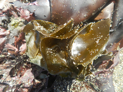 Undaria pinnatifida