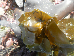 Undaria pinnatifida