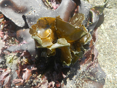 Undaria pinnatifida
