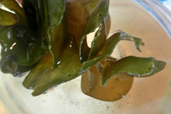 Undaria pinnatifida