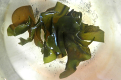 Undaria pinnatifida