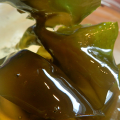 Undaria pinnatifida