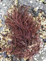 Gracilariopsis