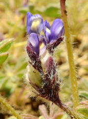 Lupinus brevicaulis