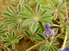 Lupinus brevicaulis