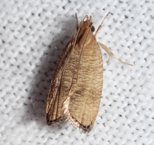 Black-fringed Leaftier Moth photo 3