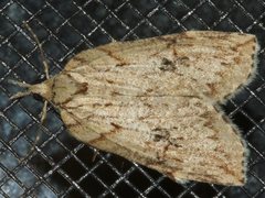 Neoteristis paraphanes