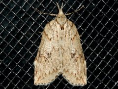 Neoteristis paraphanes