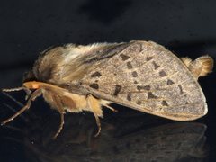 Oxycanus antipoda
