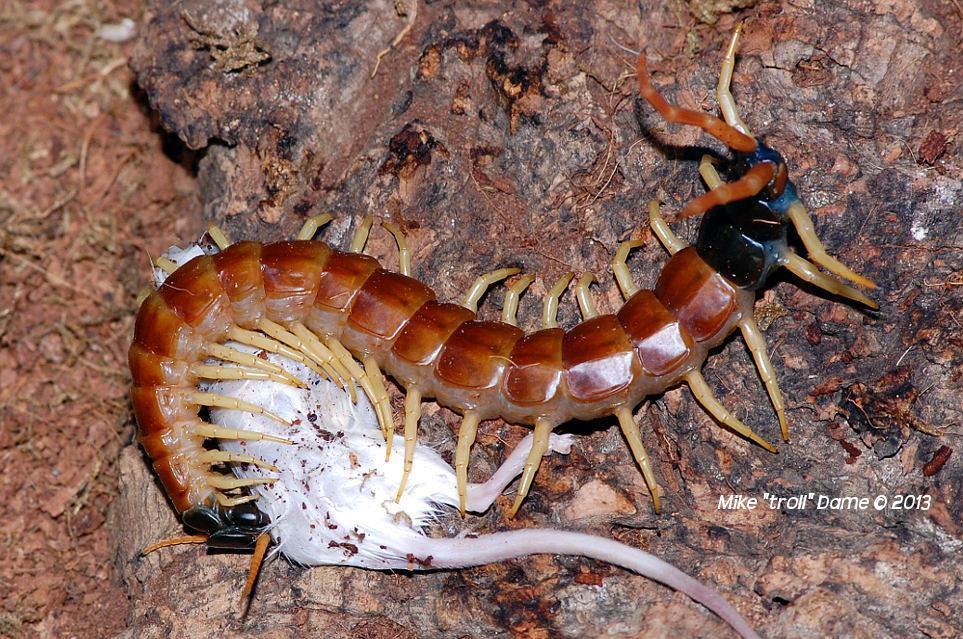giant desert centipede eating