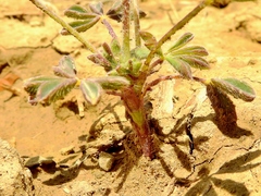 Lupinus brevicaulis