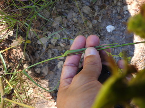Image of Bupleurum Acutifolium (Bupleurum acutifolium) by (c) Duarte Frade, some rights reserved (CC BY)