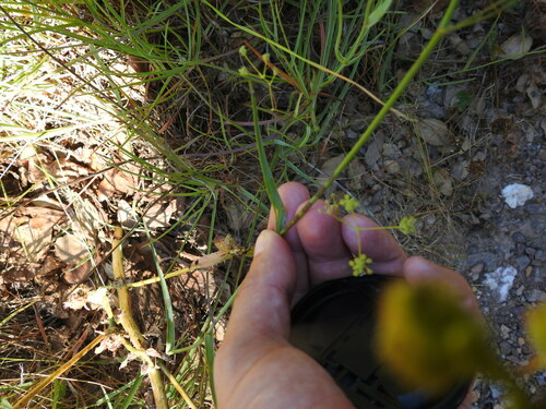 Image of Bupleurum Acutifolium (Bupleurum acutifolium) by (c) Duarte Frade, some rights reserved (CC BY)