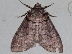 Smyriodes aplectaria