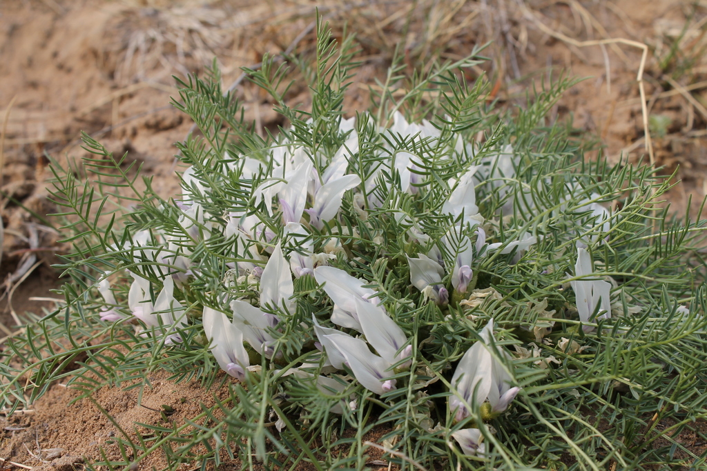 Oxytropis squammulosa