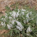 Oxytropis squammulosa - Photo (c) Daba, some rights reserved (CC BY-NC), uploaded by Daba