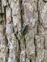 Texania fulleri