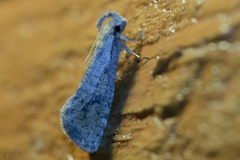 Acrolophus mortipennella
