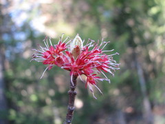 Acer rubrum image