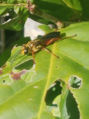 Sphex jamaicensis