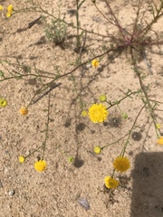 Chaenactis glabriuscula