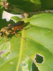 Sphex jamaicensis