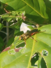 Sphex jamaicensis