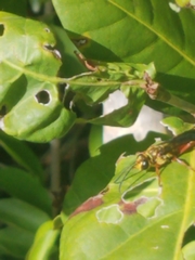 Sphex jamaicensis