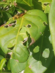Sphex jamaicensis