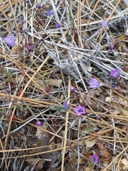 Gilia ochroleuca