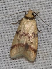 Heteroteucha anthodora