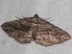 Chrysolarentia severata