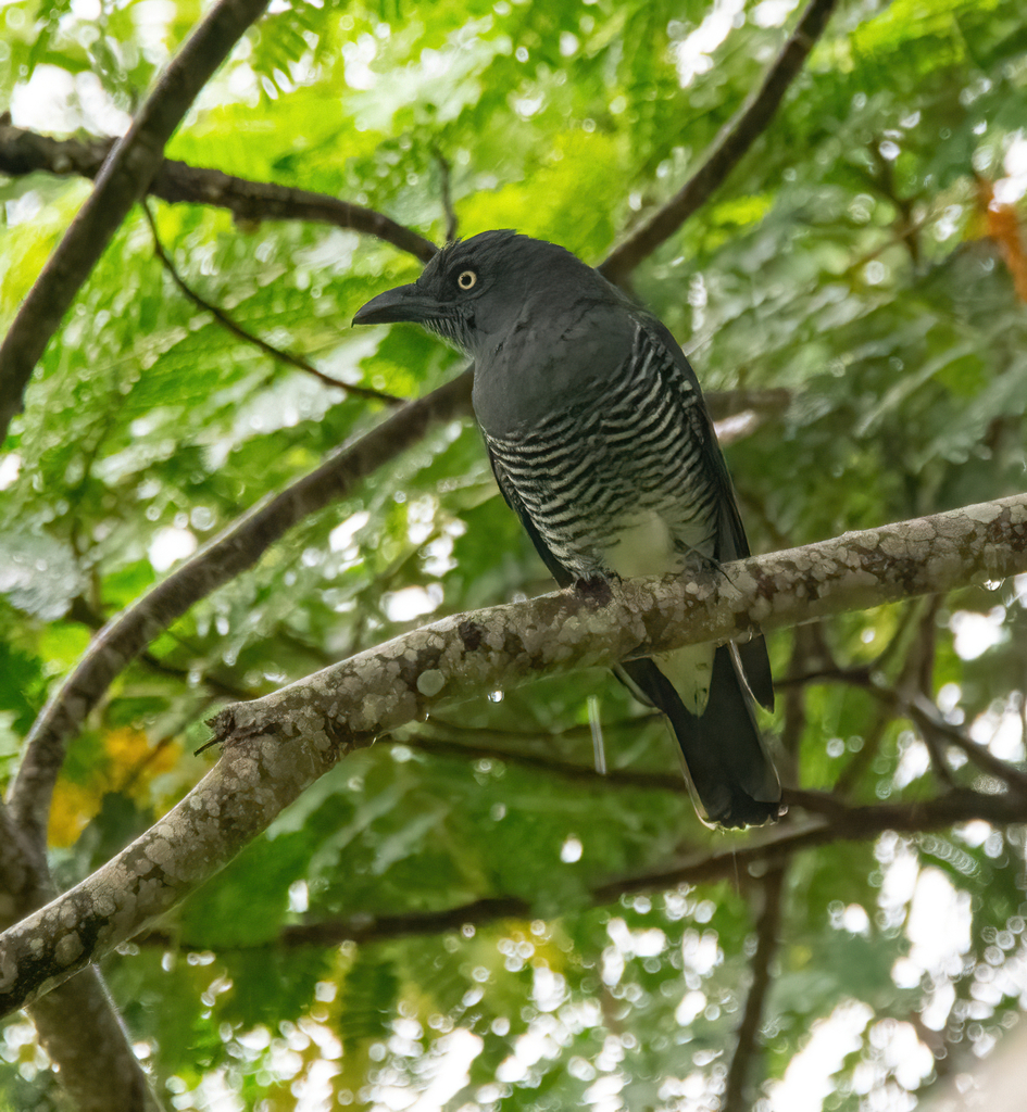 Mindanao Cuckooshrike (Coracina kochii) photo