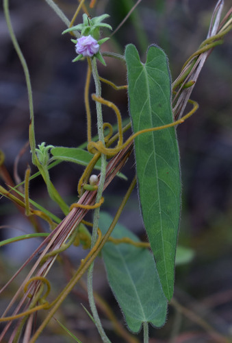Ipomoea eriocarpa iNat (3)