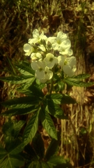 Cardamine heptaphylla