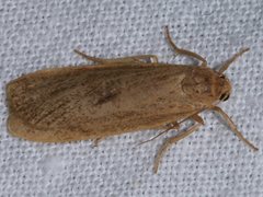 Scoliacma pactolias
