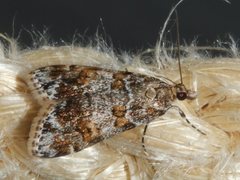 Scoparia charopoea