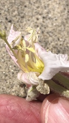 Oenothera deltoides