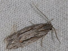 Agriophara leptosemela