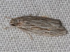 Agriophara leptosemela