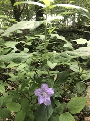 Ruellia purshiana