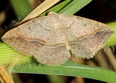 Taxeotis perlinearia