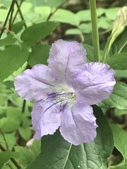 Ruellia purshiana