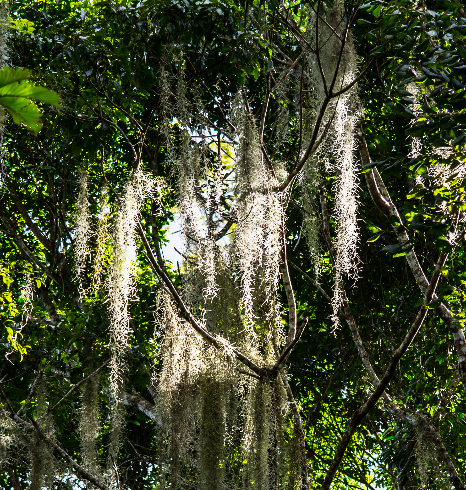 Tillandsia usneoides